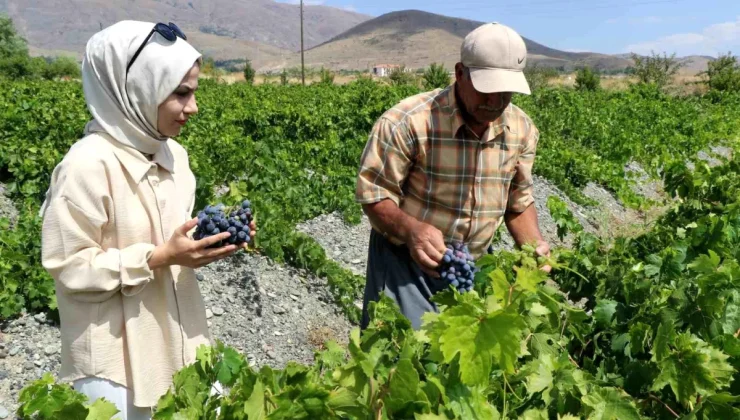 Üzümlü İlçesinde Cimin Üzümü Hasadı Başladı