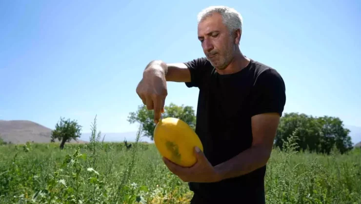 Erzincan’da kavun fiyatları düştü