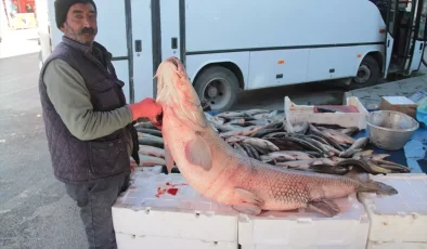 Erzincan’da Karasu Nehri’nde 55 Kilogramlık Turna Balığı Yakalandı